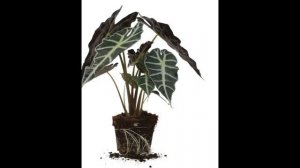 Алоказия комнатное декоративное растение