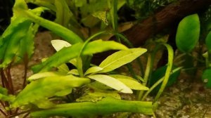 Водоросли в аквариуме. Нитчатка. Эдогониум.