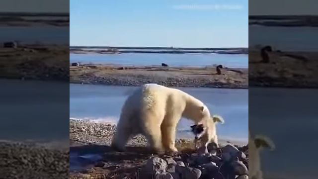 Белый медведь гладит собаку. смотреть онлайн