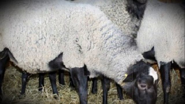 Сколько домашняя овца вынашивает ягненка смотреть онлайн