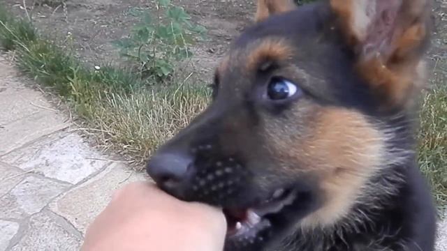 ОСТРЫЕ ЗУБКИ! Щенок немецкой овчарки. Sharp teeth. Одесса. смотреть онлайн