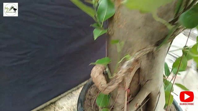 Big Ficus virens смотреть онлайн