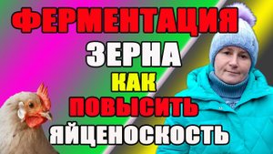 Ферментация зерна. Как повысить яйценоскость у кур.