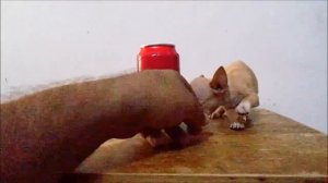 Chihuahua Tea Cup Puppies For Sale - Mexico