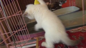 Шотландский котенок скоттиш-страйт Колор поинт Scottish kitten Straight Color Point