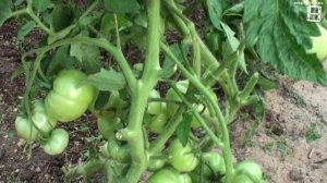 СУПЕР СОРТА ПОМИДОРОВ ДЛЯ ПОСАДКИ В НОВОМ СЕЗОНЕ 2. ОБЗОР. САД (ОГОРОД) И ТЕПЛИЦА