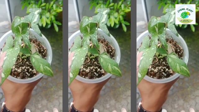 Syngonium Red Spot Tricolor