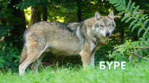 Бүре / Волк / Балалар өчен видео / Видео для детей / Видео про животных для детей