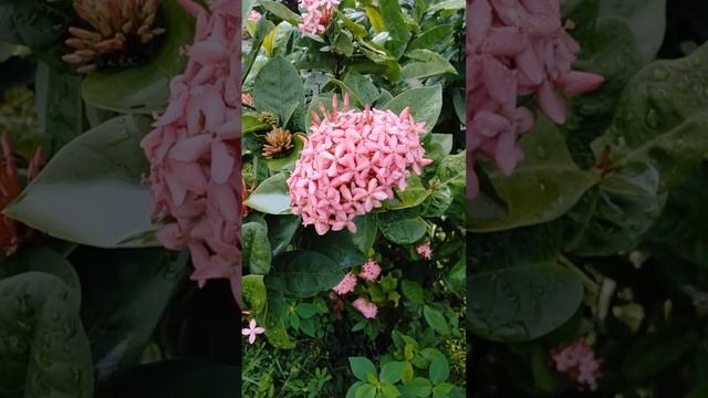Dammer bee honey collecting on Dwarf Pink Santan Plant (Ixora Coccinea) Shrub смотреть онлайн