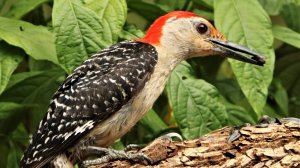 Рассказ Дятел