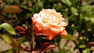 Михаил Лермонтов Молитва. Красивый Стих.