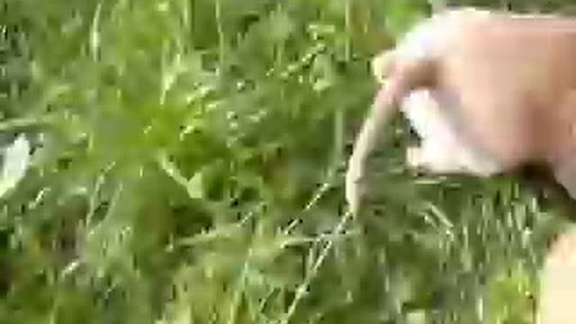 маленькие крокодильчики