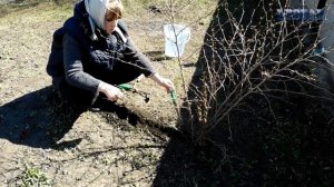 Как размножить барбарис Как посадить барбарис Сажаем барбарис правильно уход посадка выращивание