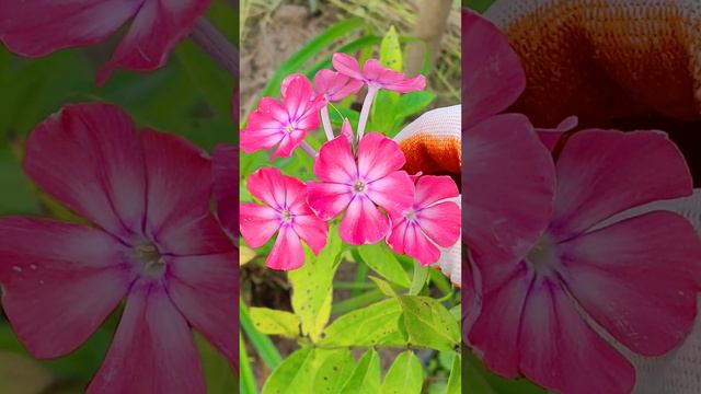 Загадочный флокс по уценке, красавчик! смотреть онлайн