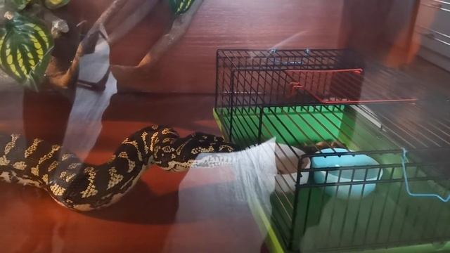 Кормление крысой коврового питона смотреть онлайн