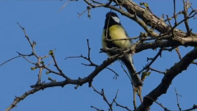 Весенняя песня синички! смотреть онлайн