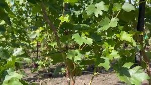 Форма Николая Опрышко Мускат медовый