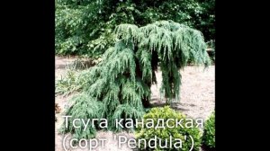 Хвойная маньячка. Большая распаковка саженцев из Опт-хоз. Часть 2