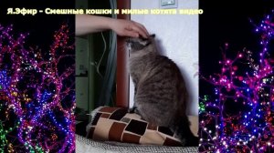 Смешные кошки и милые котята видео