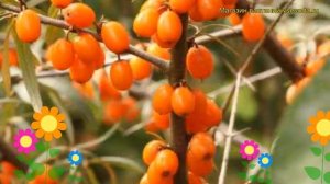 Облепиха крушиновидная Фрисдорфер Оранж. Краткий обзор hippophae rhamnoides Friesdorfer Orange