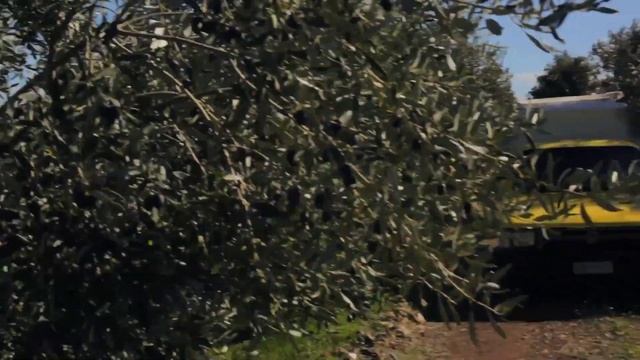 Сбор оливок в Греции (Каламата) смотреть онлайн