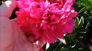 Сэр Джон Франклин   пион  красный