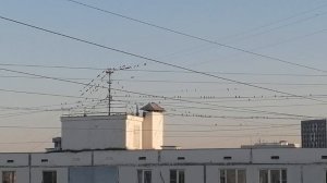 Птички