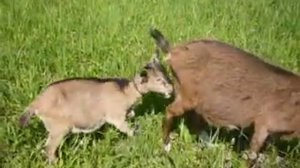 Камерунские карликовые козы