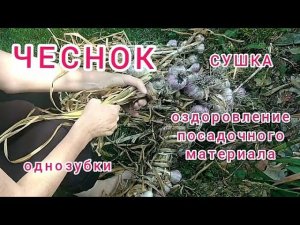 Чеснок. Сушка и оздоровление/Garlic. Garden