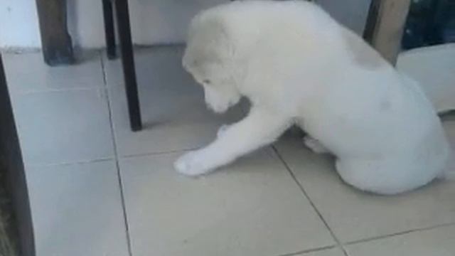 среднеазиатская овчарка (АЛАБАЙ) смотреть онлайн