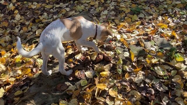 Почти в лесу смотреть онлайн
