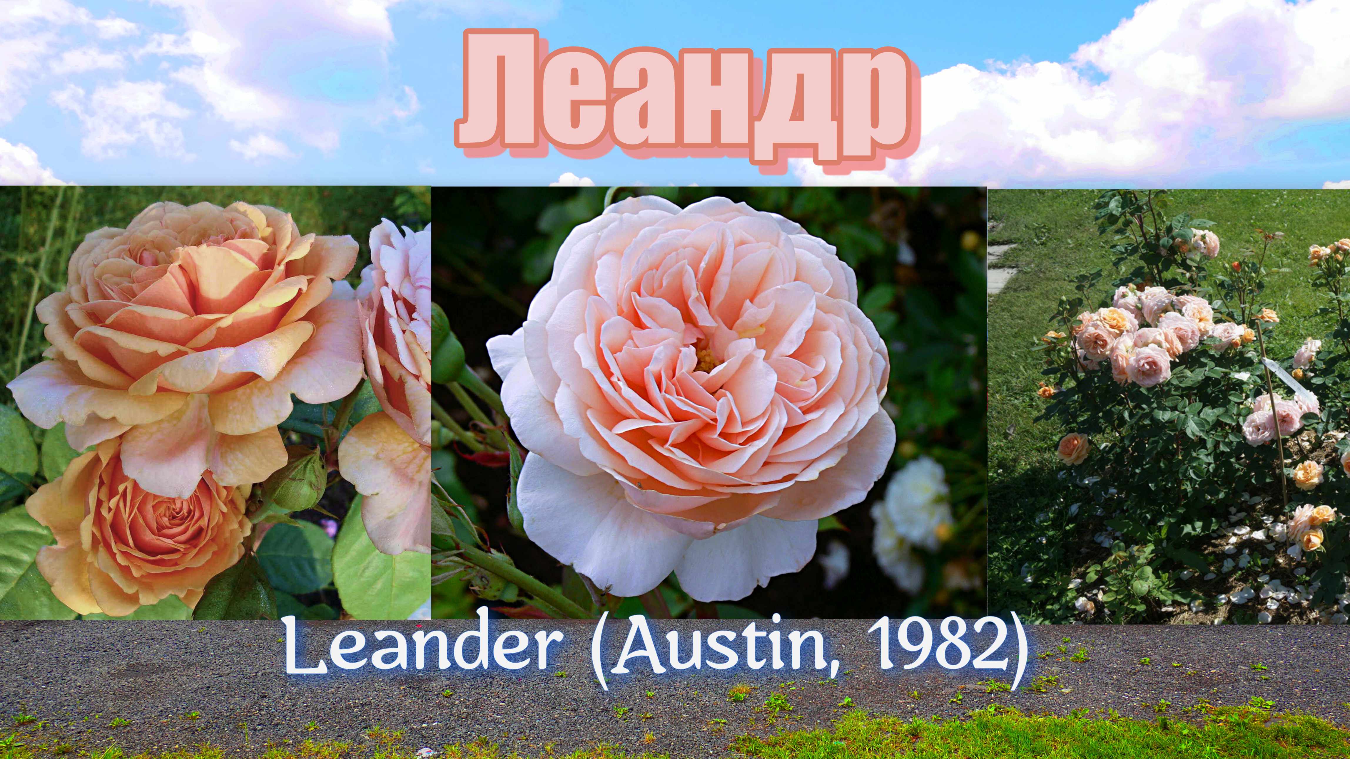 Роза Леандр (Английская) - Leander (Austin, 1982)