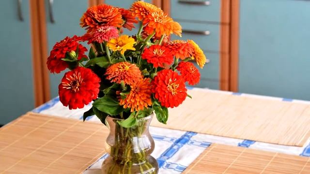 Сеем в мае сразу в грунт! 7 самых неприхотливых цветов, выращиваемых без рассады.
