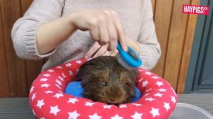 A BEGINNER’S GUIDE TO GUINEA PIGS