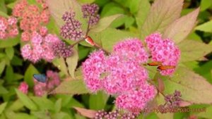 Спирея японская Зигунерблют (zigeunerblut) ? обзор: как сажать, саженцы спиреи Зигунерблют