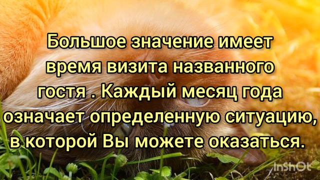Народные приметы про приблудившихся кошек. Почему кошка пришла именно к вам ? смотреть онлайн