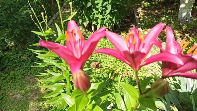 Мои новинки:лилии ЛА-ГИБРИДЫ из агрофирмы Поиск и Русский огород. смотреть онлайн