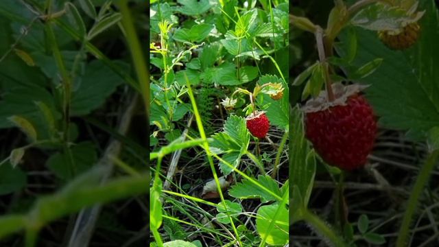 Успокаивающие летние звуки природы, пение лесных птиц и кукушки, АСМР.