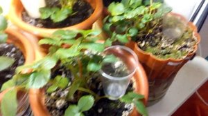 Выращивание дома ремонтантная клубника земляника strawberry на окне 09.11.18. Фреска цветет.