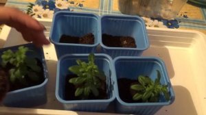 Красавица калибрахоа, укоренение черенков.