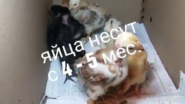 Голошейки. Голошейные куры. Разведение содержание голошеек голошейные кур