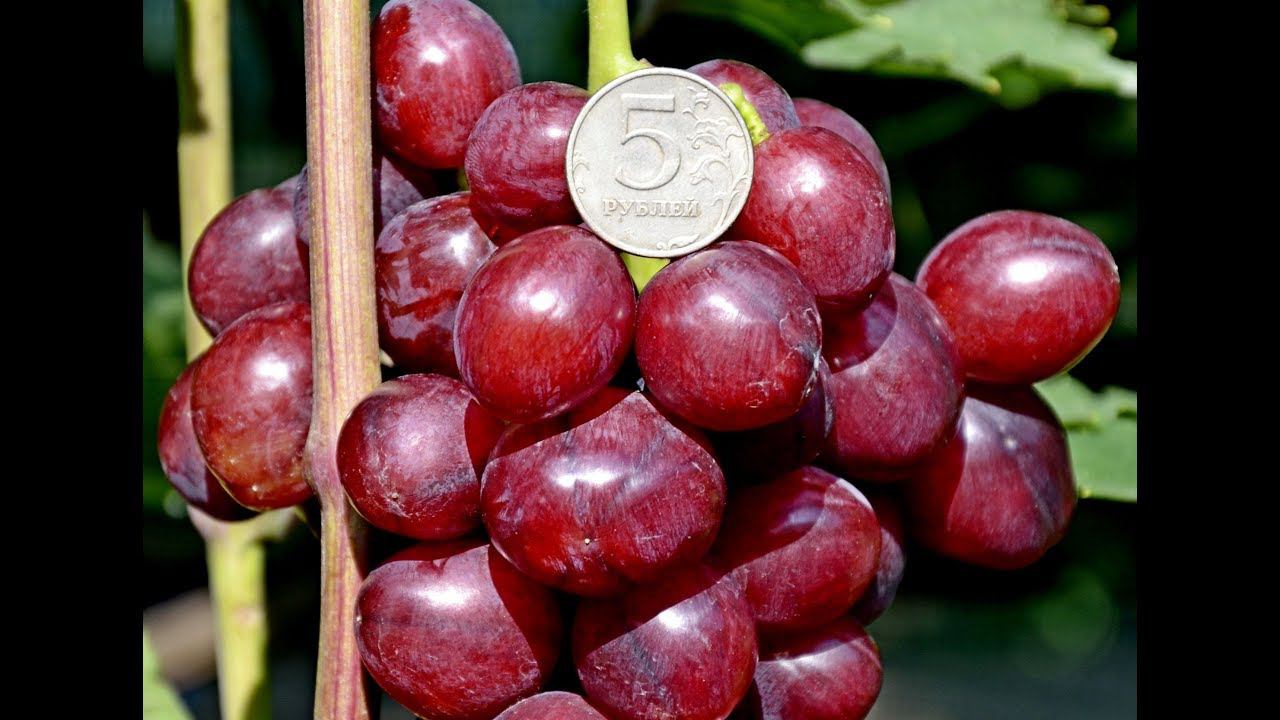 Велюр - первое плодоношение молодого куста в 2019 г. смотреть онлайн