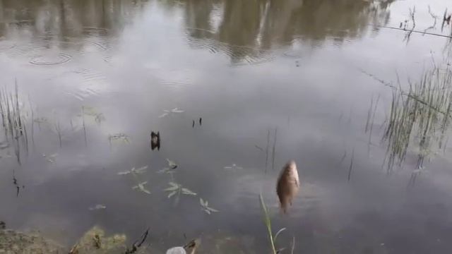 Отличная рыбалка с Серебряной водой
