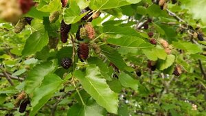 Ягода Тютина (Тутовник) поспела в Краснодарском крае