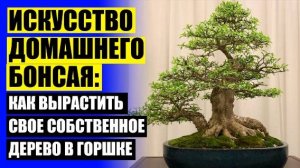 ⚠ Фикус из семян в домашних условиях 🔴 Купить черенки комнатных цветов в интернет магазине недорог