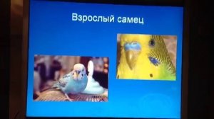 Определение пола волнистого попугая