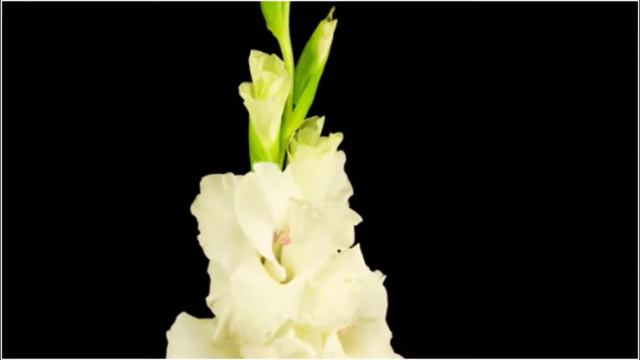 White Gladiolus Flower Stock Footage | Free No Copyright 4K Stock Footage | Creative Common смотреть онлайн