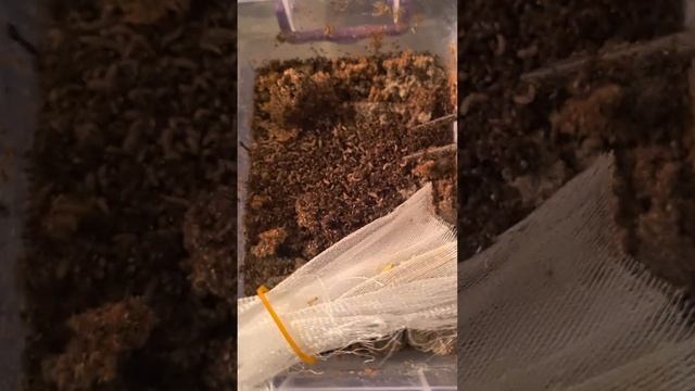 Разведение  черной львинки от начала и до конца. смотреть онлайн