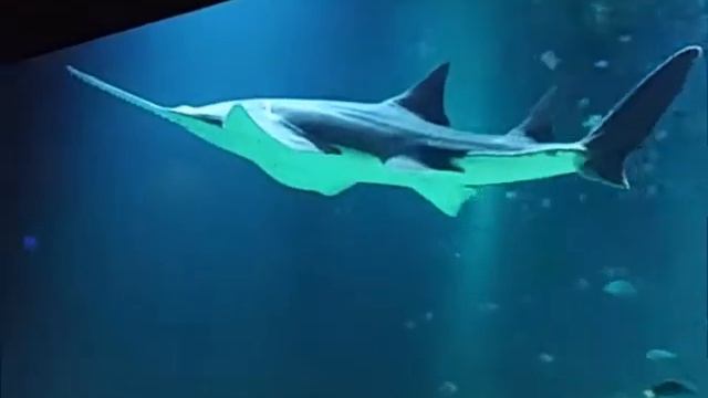 Saw Fish! смотреть онлайн