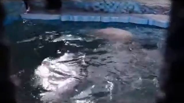 Белого медведя перевели в новый вольер поближе к невесте видео) смотреть онлайн